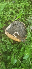 Chlorophyllum molybdites image