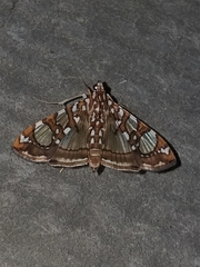 Glyphodes sibillalis