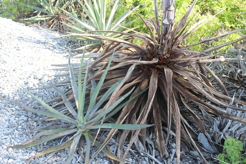 Agave rhodacantha