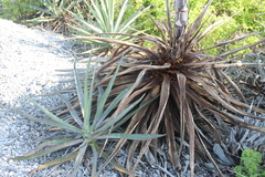 Agave rhodacantha