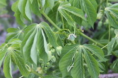 Manihot carthagenensis