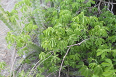 Manihot carthagenensis