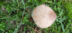 Chlorophyllum molybdites image