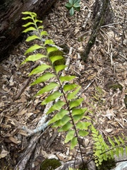 Asplenium polyodon