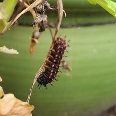 Argynnis hyperbius hyperbius