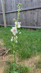 Verbascum blattaria