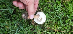 Chlorophyllum molybdites image