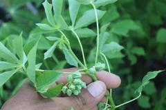 Manihot carthagenensis