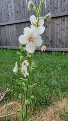 Verbascum blattaria