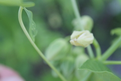 Manihot carthagenensis