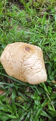 Chlorophyllum molybdites image