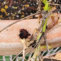 Argynnis hyperbius hyperbius