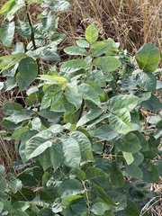 Fraxinus pennsylvanica subintegerrima