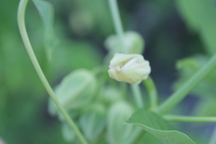 Manihot carthagenensis