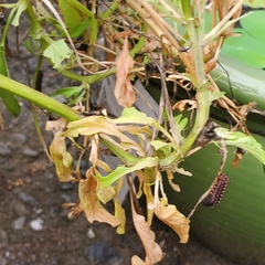 Argynnis hyperbius hyperbius