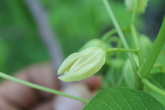 Manihot carthagenensis
