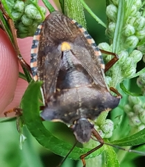 Pentatoma rufipes