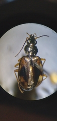 Bembidion corgenoma