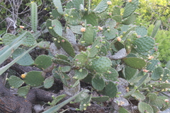 Opuntia bravoana