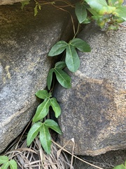 Aristolochia trilobata