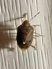 Holcostethus limbolarius