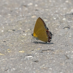 Heliophorus epicles