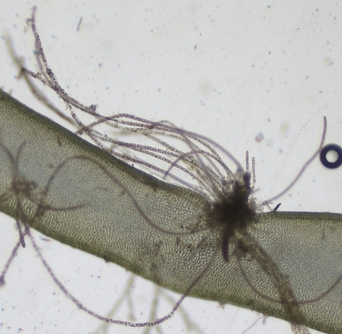 Representative image of Erythrotrichia