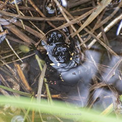 Melanophryniscus diabolicus