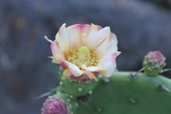 Opuntia bravoana