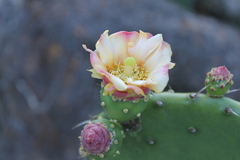 Opuntia bravoana