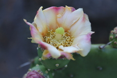 Opuntia bravoana