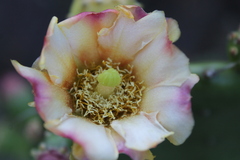 Opuntia bravoana