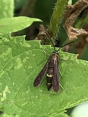 Carmenta pyralidiformis