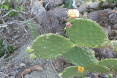 Opuntia bravoana