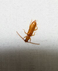 Smodicum cucujiforme