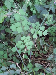 Vancouveria hexandra