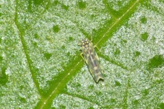 Eupteryx urticae