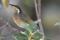 Gavicalis fasciogularis