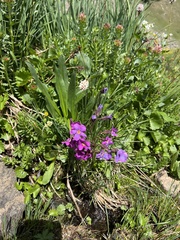 Primula angustifolia