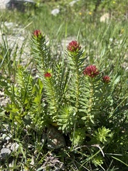 Primula angustifolia