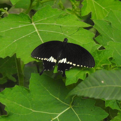 Papilio polytes