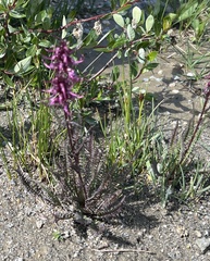 Primula angustifolia
