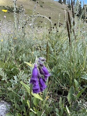 Primula angustifolia