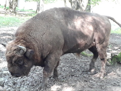 Bison bonasus