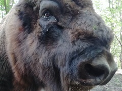 Bison bonasus