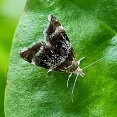 Prochoreutis solaris