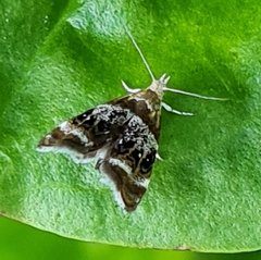 Prochoreutis solaris