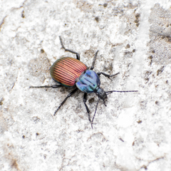 Brachygnathus festivus