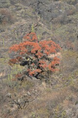 Schinopsis lorentzii