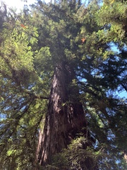 Sequoioideae
